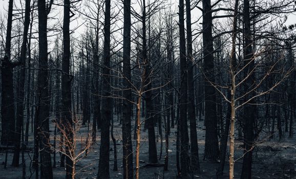 Rook boven droog gras bij natuurbrand in Viral terwijl brandweer de omgeving afzet